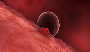 لون دم انغراس البويضة بالصور المورد