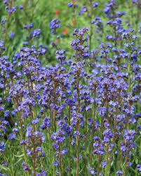 Image result for Anchusa capensis