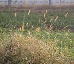 Image result for Setaria sulcata