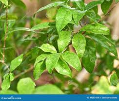 Image result for Coffea racemosa