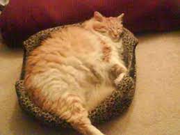 8 Fun Facts You Didn T Know About Ginger Tabby Cats