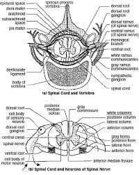 The vertebral body (back bone) forms the front and the lamina (bony cerebrospinal fluid flows from the fourth ventricle into the central canal of the spinal cord and the subarachnoid space surrounding the brain and spinal cord. The Spinal Cord