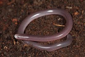 Blind Snake The Australian Museum