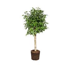 Image result for Ficus benjamina