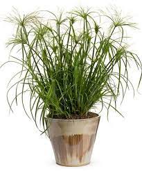 Proven Winners Selections Picket Fence Greenhouse Gardens Cyperus Papyrus Plants Container Gardening