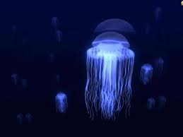 Seffaf Deniz Anasi Cnidaria Ailesinin Uyelerinden Olan Deniz Analari Tum Okyanuslarin Yuzeyinde Yahut Derin Jellyfish Species Water Animals Jellyfish Pictures