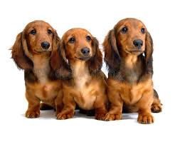 And, as the breed name suggests, the dachshund was developed to enthusiastically dig his. Pin On Dachshund T Shirts