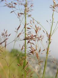 Image result for Agrostis