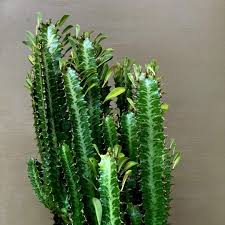 Image result for Euphorbia tholicola