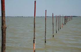 Quando il pesce comincia ad affluire in laguna viene pescato da professionisti muniti di apposita licenza e quindi seminato nella cosiddetta valle di pesca (ce ne sono di varie dimensioni, arrivano anche ai 1400 ettari) dove il pesce si nutre. I Luoghi Della Pesca Nella Laguna Nord Di Venezia Venezia Radio Tv