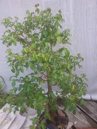 Image result for Commiphora mossambicensis
