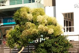 Image result for Nuxia