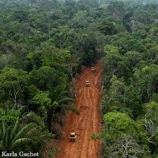 Image result for Anthonotha noldeae