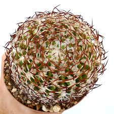 Image result for Eriocephalus microphyllus