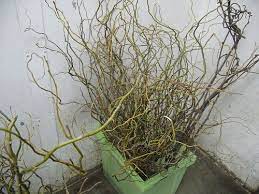 Curly Willow Is Amazing In Tall Arrangements Outdoor Wedding Decorations Wedding Flowers Creative Crafts