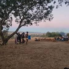 Image result for Kampochloa