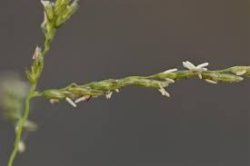 Image result for Droogmansia