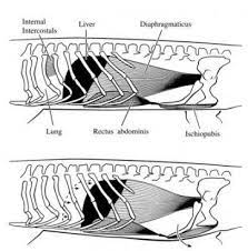 Reptiles Muscles Move Lungs For Sneaky Maneuvers In Water