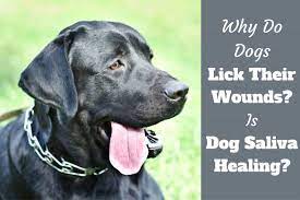 Why Do Dogs Lick Themselves Puppies Licking Must Know Guidance 2019