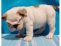 Anyone who has had the honor of being owned by a english. Baby White English Bulldogs Animals Houston Texas Announcement 132577