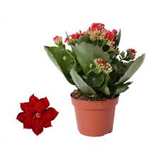 Image result for Kalanchoe rosalina