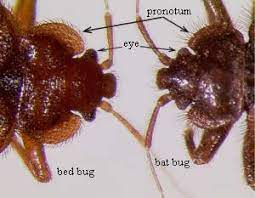 Bat Bug Horticulture And Home Pest News