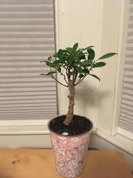 Light ficus bonsai grow well in either direct or indirect sunlight. Bought What I Think Is A Type Of Ficus Tree Any Suggestions About Repotting This Waiting Till Spring Bonsai