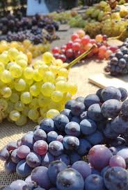 Image result for Vitis vinifera