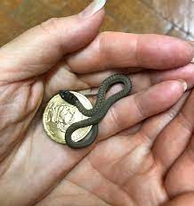 Macek Neonate Baby Snake Season Will Soon Be Upon Us