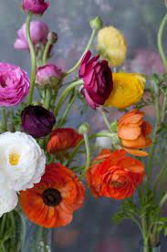 Garden Photo World Stock Image Library Flowers Beautiful Flowers Pretty Flowers