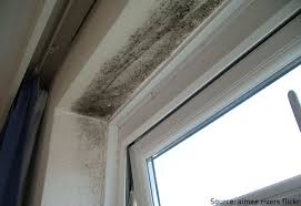 How to clean black mold is a little different than cleaning other types of mold but safety precautions must thank you for reading our mold vs mildew guide. Mold Vs Mildew The Main Differences Between Mold And Mildew
