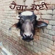 Image result for Image result for Kea Khiev: Cattle cow