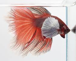 Aquabid Com Db060 Male King Dumbo Halfmoon Betta Betta Fish Pet