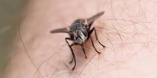 Check spelling or type a new query. Mengenal Myiasis Saat Telur Lalat Berkembang Dalam Tubuh Dan Sebabkan Penyakit