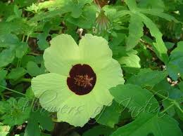 Image result for Hibiscus surattensis