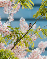 Image result for Cassia javanica