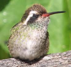 Honey, when diluted with water, can cause fungus growth. Feeder Solution Evolution Part I The Basics Life Birds And Everything