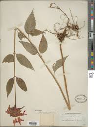 Image result for Monadenium herbaceum