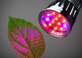 Regular light vs grow light. Grow Lights Vs Regular Lights The Best Lighting For Your Needs