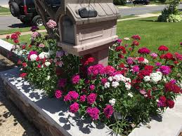 Press the flower seed into the soil and lightly cover with sand. Mixed Wildflower Boxes From Dollar Store Gardening