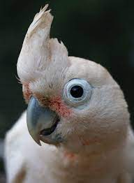 Bitte entblößen sie, wenn sie standardversand wählen. Goffin S Kakadu Kakadus Vogel Haltung Und Eigenschaften