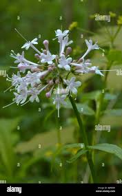 Image result for Valerianaceae