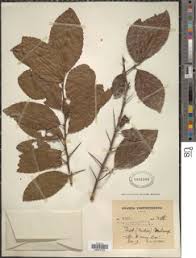 Image result for Scolopia stolzii