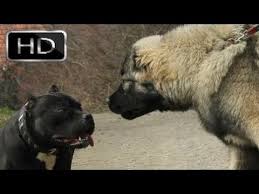 Pitbul Vs Kangal Dovusu Youtube