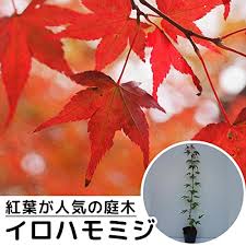 紅葉 モミジ の育て方 剪定方法 植え方から冬の手入れまで丁寧に解説 暮らし の