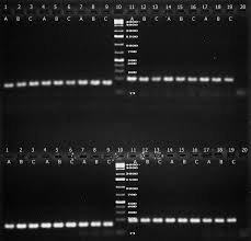 Image result for Rauvolfia nana