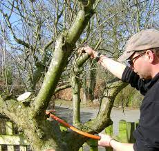 Maybe you would like to learn more about one of these? Apple Tree Recovery Pruning How To Revive An Old Tree Chickenstreet