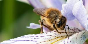 Native Bee Walk