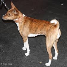 Basenjis sind anspruchsvoll in der haltung, sehr reinlich und verlieren kaum haare. Basenji Hunderasse B Hundeseite De