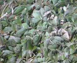 Rumput ini sangat laris di pasaran, karna teksturnya yang kecil berdaun pendek sehingga dapat menghemat biaya pemotongan, rumput ini tahan terhadap pijakan, tahan panas dan mudah hidup, Jenis Rumput Gajah Mini Menjuat Jenis Rumput Dan Renovasi Taman